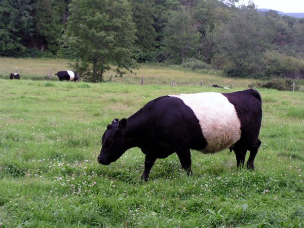 Aldermere Farm, Rockport, Vacation Rental Camden